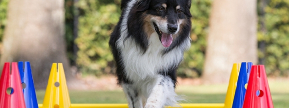 Cavaletti training