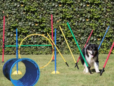 Agility en Behendigheid set