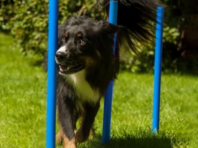 Agility Slalom, set van 12