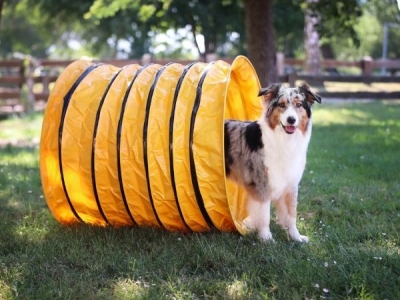 Agility Tunnel 1 meter diameter 80 cm, geel, recreatief gebruik