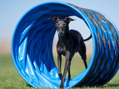Agility Tunnel / Tunnel voor Hoopers 1 meter