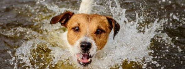 Hitteberoerte bij je hond - oververhitting