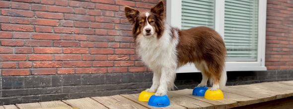 Balansoefeningen voor honden, waarom doen we dit?