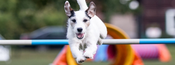 Agility voor beginners