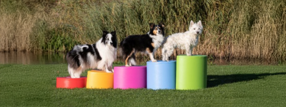 Welke hond past bij mij? Alles wat je moet weten