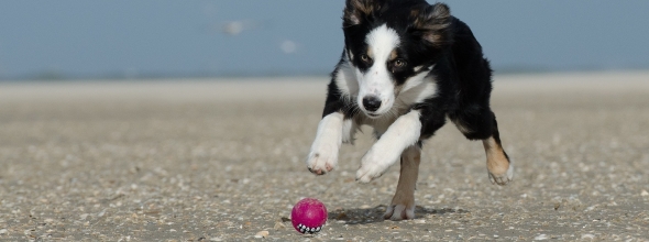 Do’s en Don’ts van het Ballen gooien