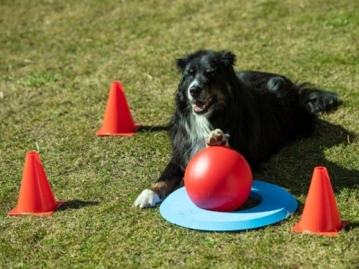 Doggy Golf Set