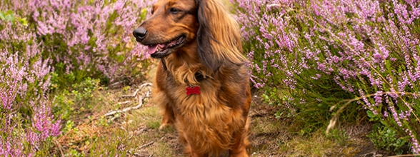 Vijf voordelen van buiten trainen met je hond