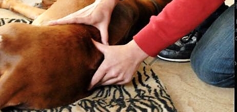 Hondenmassage 'hip en happening'