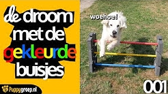 Je hond of puppy kunstjes of spelletjes leren