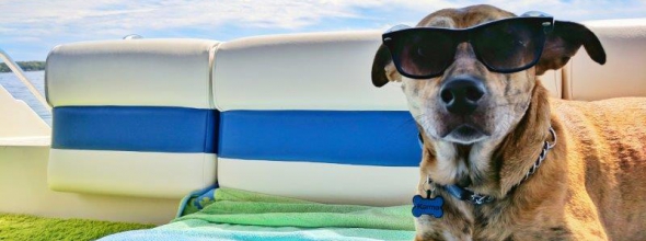 De vakantie komt eraan, wat doe jij met je hond?