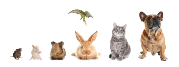 CBD-olie voor huisdieren van klein tot groot