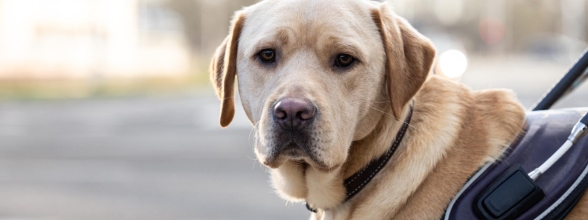 Tip: kijk zelf door de ogen van je hond