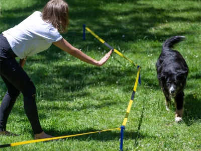 Longeerset voor honden - Cirkeltraining set
