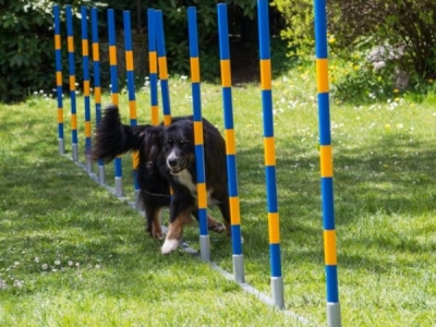 Professionele FCI Agility Slalom met scharnieren