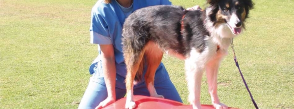 Dierenfysiotherapie