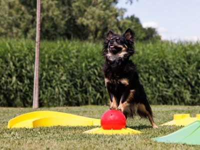 Bal voor Snuitgolf, set van 4