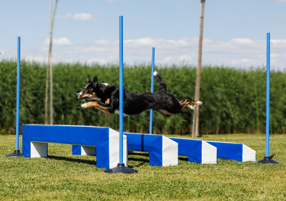 Agility en behendigheid