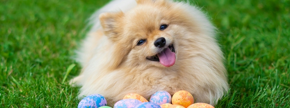 Ga jij met Pasen samen met je hond van een eitje genieten?