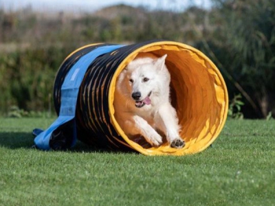 Agility tunnel / hondentunnel 2 meter