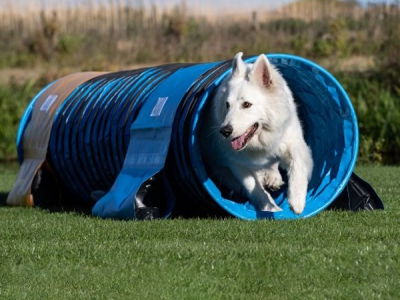 Agility tunnel / hondentunnel 4 meter